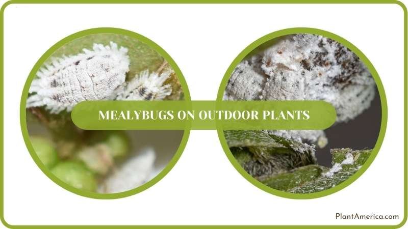 Mealybugs on Outdoor Plants Solved Plant America Mealybugs on Outdoor Plants Solved Plant America