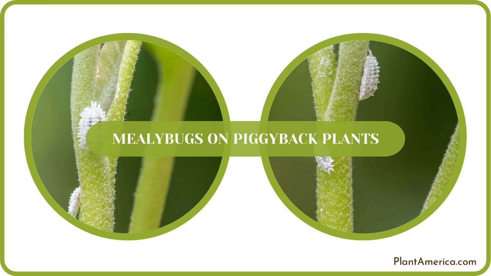 Mealybugs on Piggyback Plants Solved Plant America