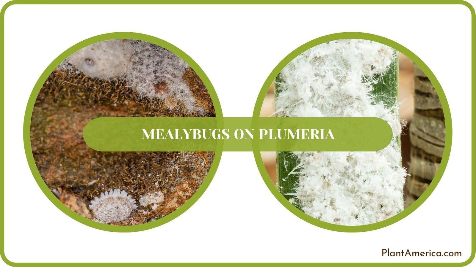 Mealybugs on Plumeria Fixed Plant America