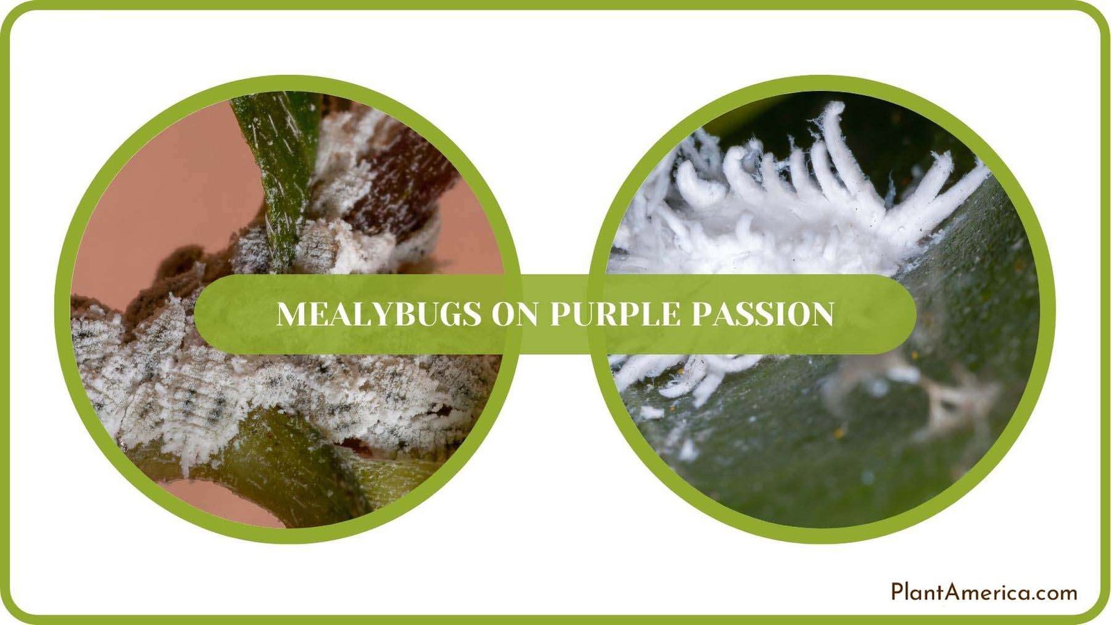 Mealybugs on Purple Passion Fixed Plant America Mealybugs on Purple Passion Fixed Plant America
