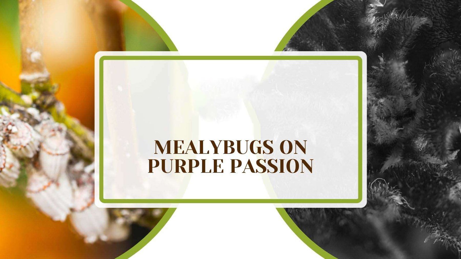 Mealybugs on Purple Passion Plant America Mealybugs on Purple Passion – Solutions for Healthy Plants