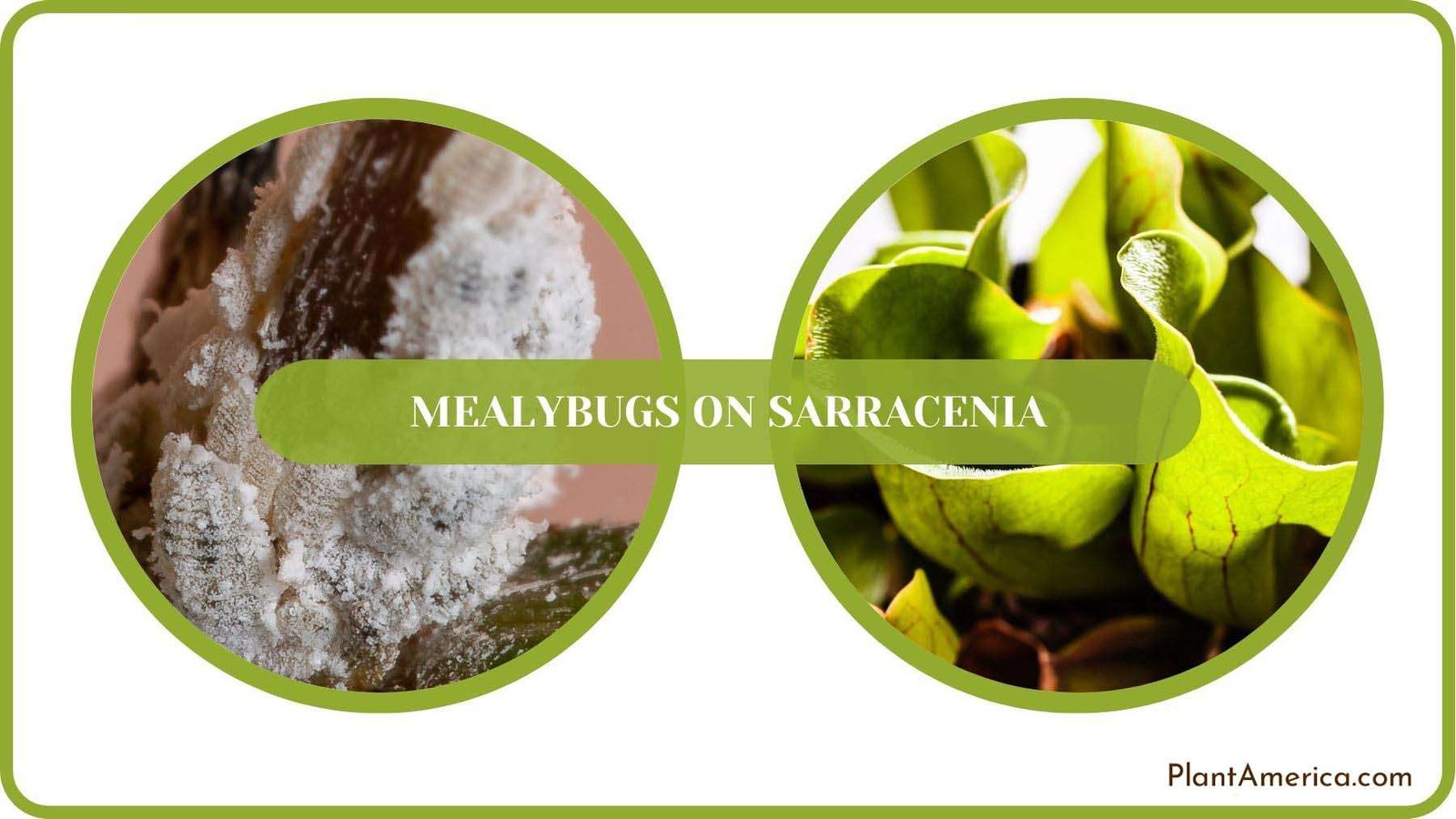 Mealybugs on Sarracenia Solved Plant America