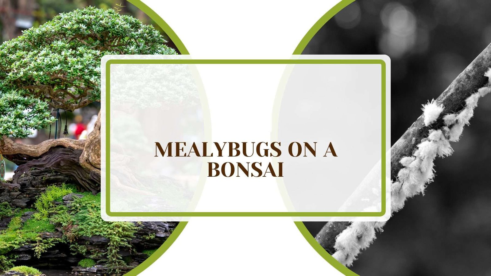 Mealybugs on a Bonsai Plantamerica Mealybugs on a Bonsai: Expert Tips To Safeguard Your Trees
