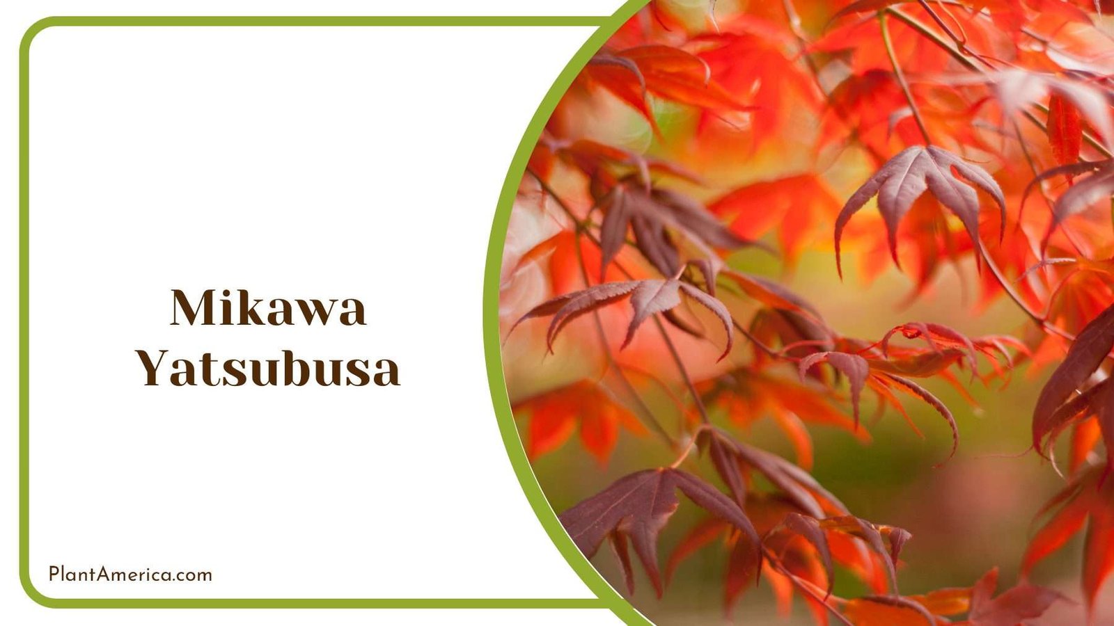 Mikawa Yatsubusa Red Leaves PlantAmerica