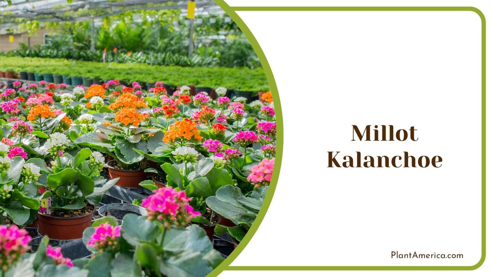 Millot Kalanchoe With Fan Shaped Thick Fleshy Leaves Plant America