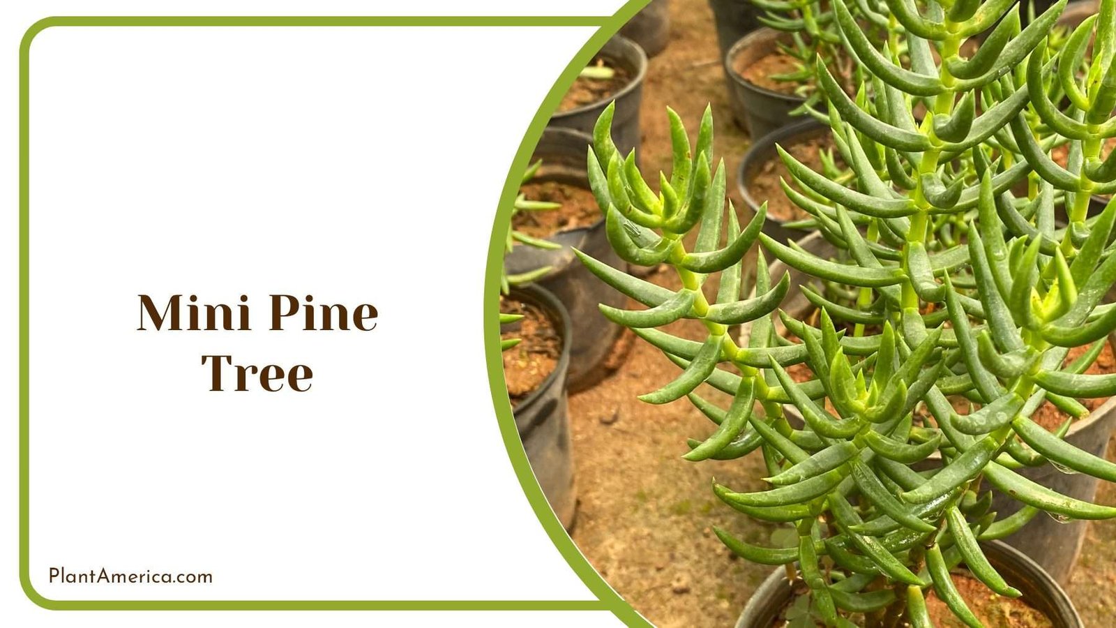Mini Pine Tree Plant Plant America