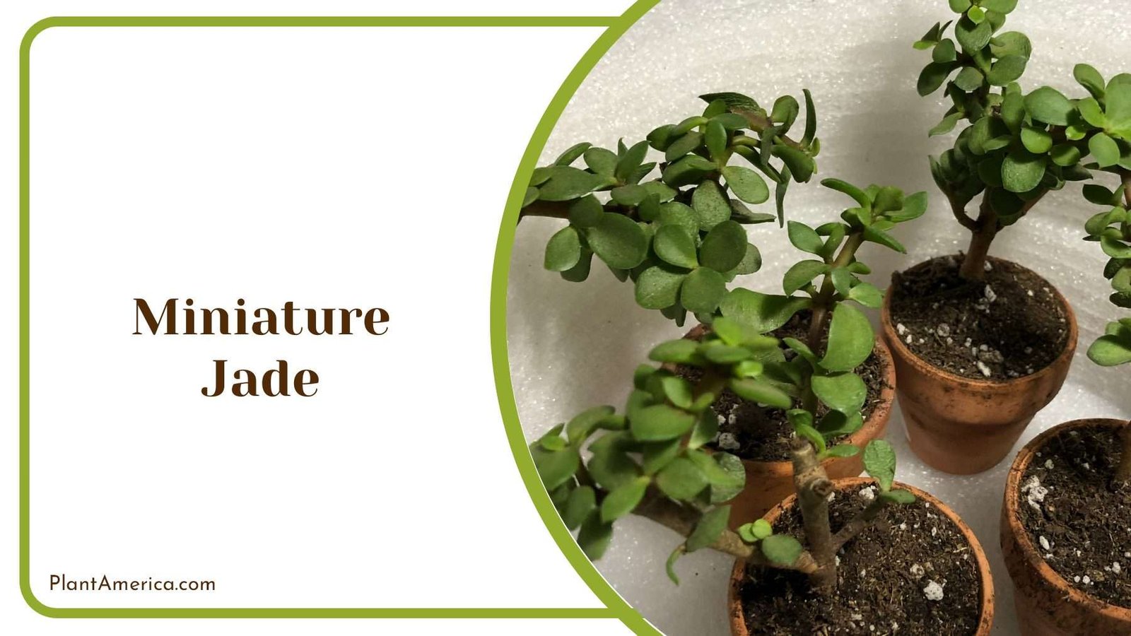Miniature Jade Plant Plant America