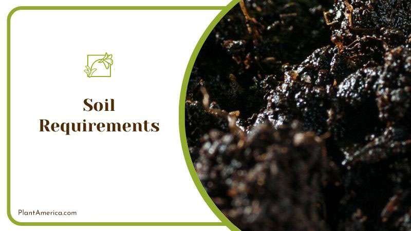 Moist Soil for Alocasia Plants ~ PlantAmerica Moist Soil for Alocasia Plants ~ PlantAmerica