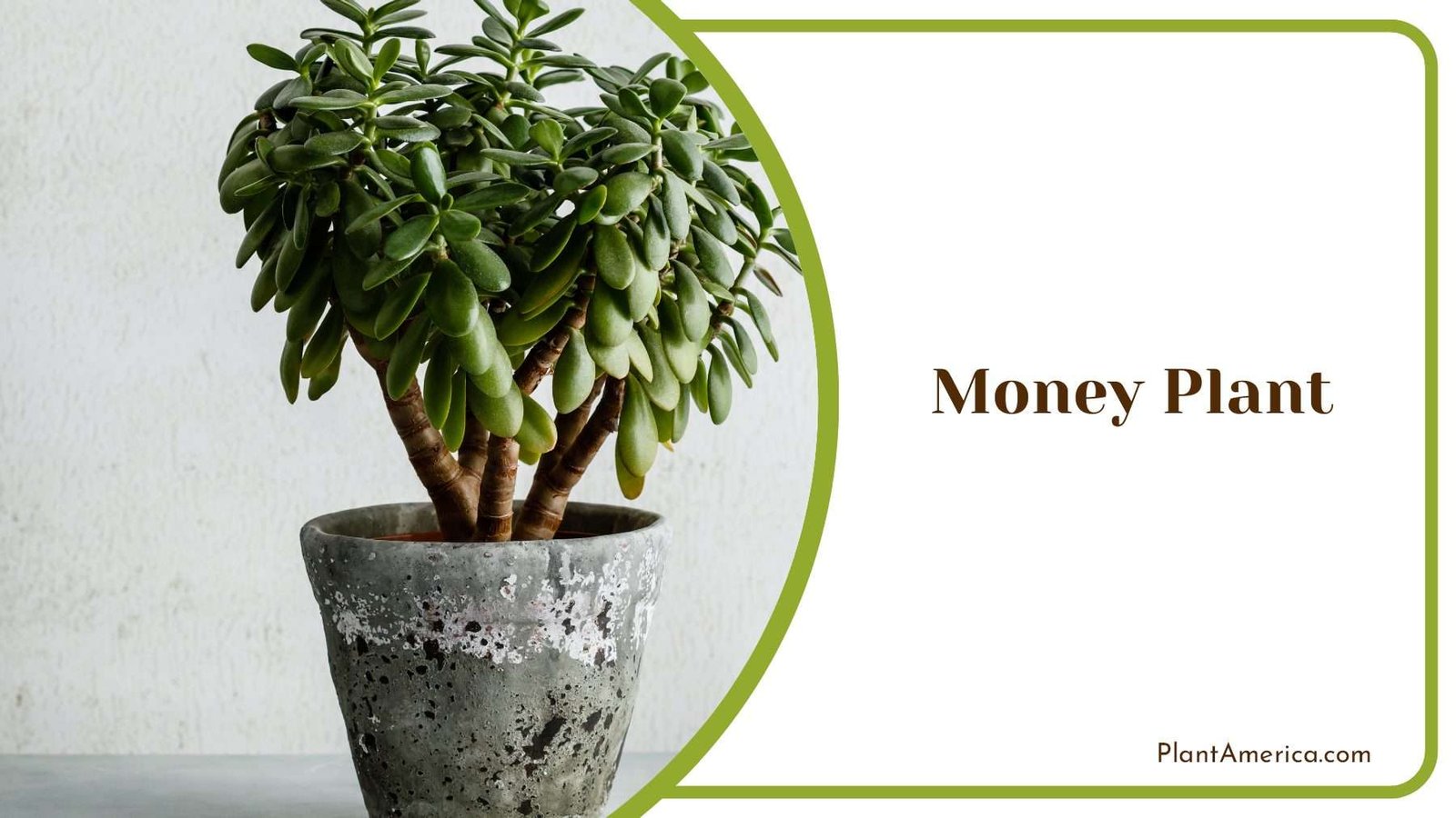 Money Indoor Plant Plant America