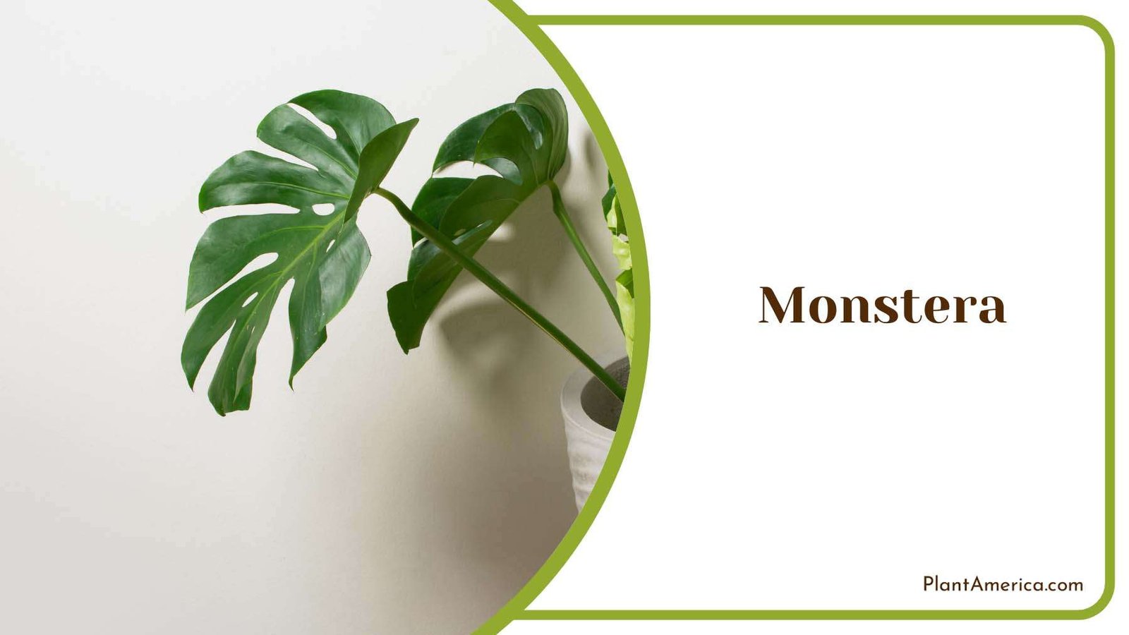 Monstera Green Leaves Plant America