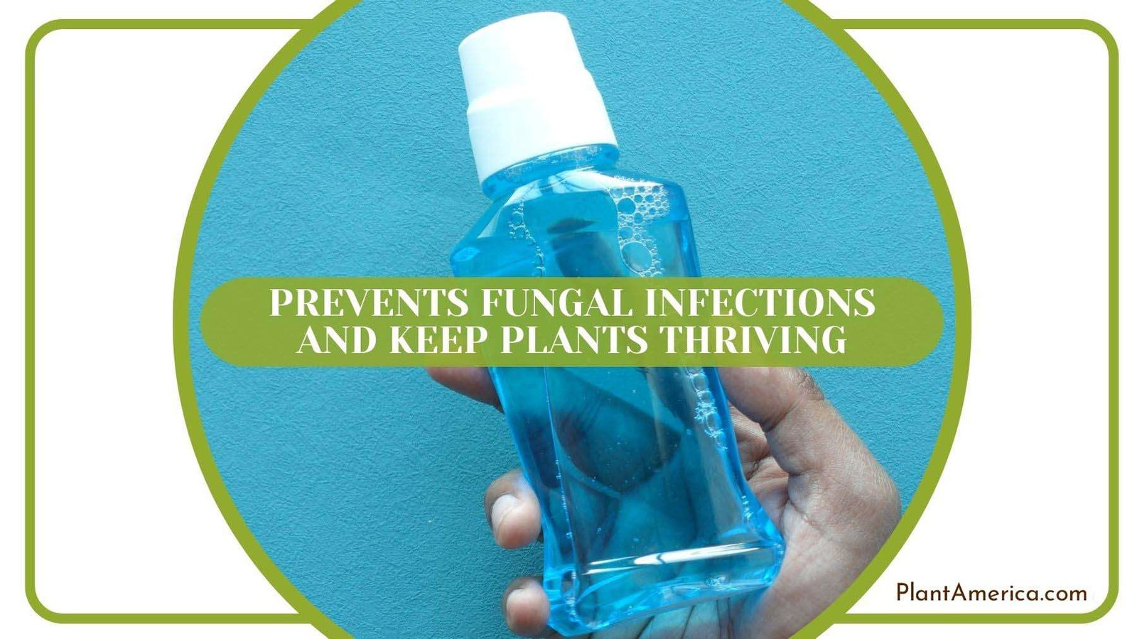 Mouthwash for Fungal Infections Plant America