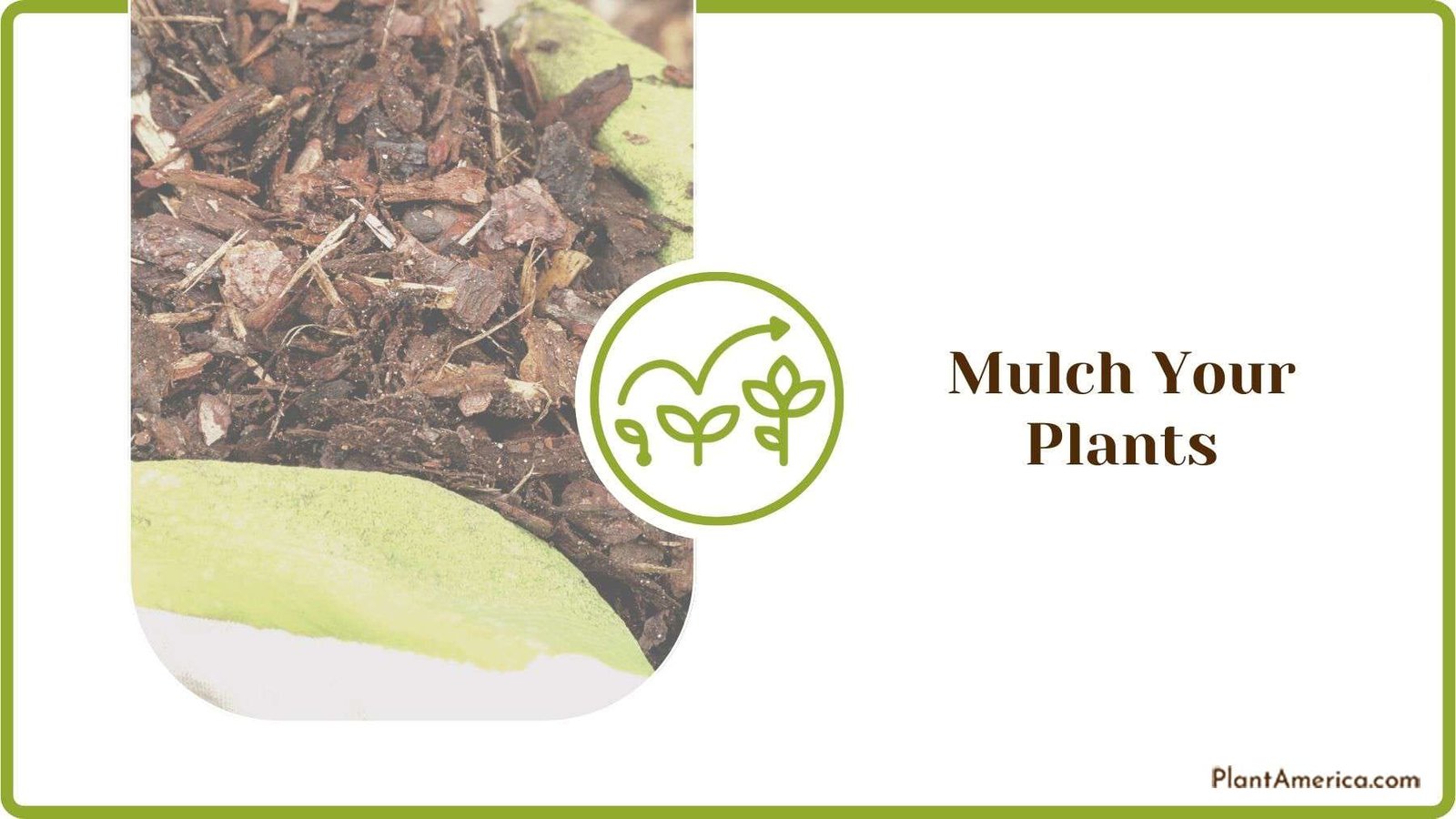 Mulching Hibiscus Plants Plant America