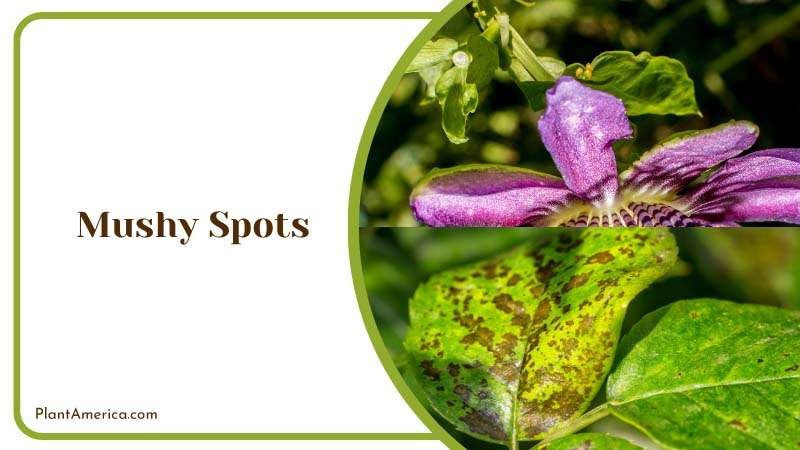 Mushy Spots on the Purple Leaves Plant America Mushy Spots on the Purple Leaves Plant America