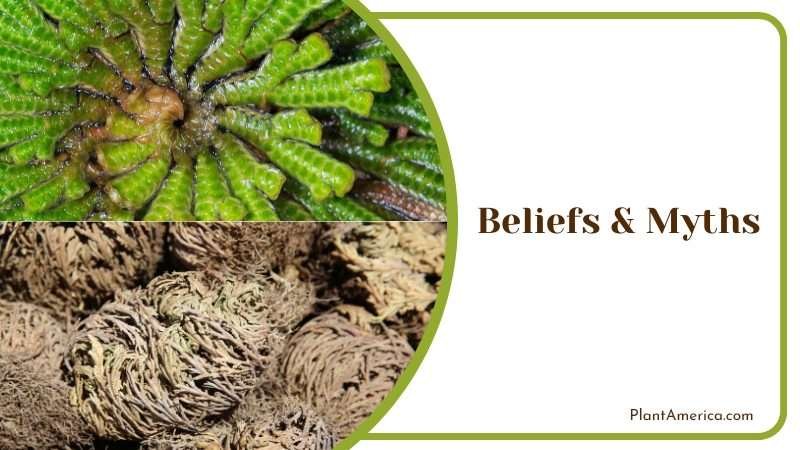 Mysteries of the Rose of Jericho Plant America