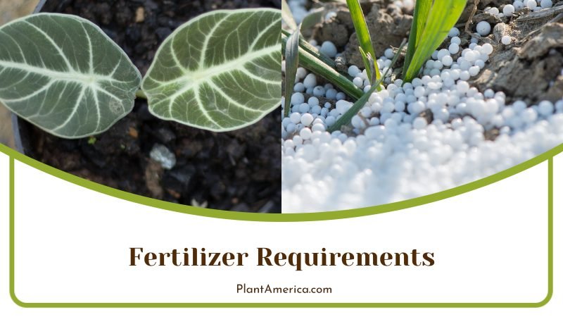 Natural Fertilizer for Alocasia ~ PlantAmerica