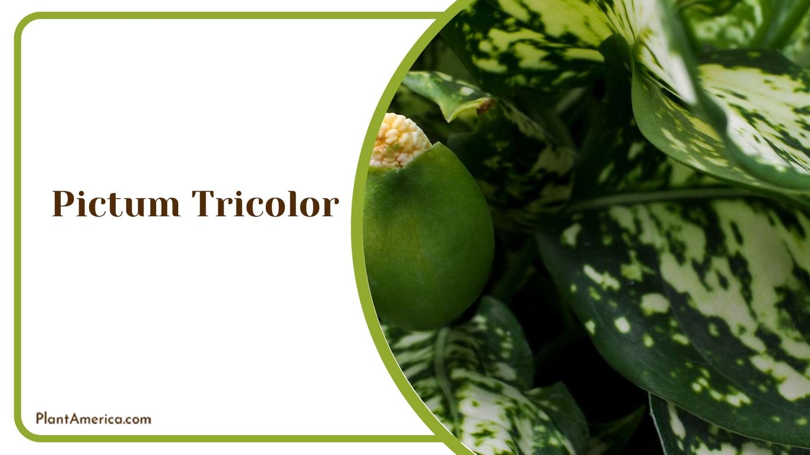 Nature s Palette The Allure Of Pictum Tricolor PlantAmerica
