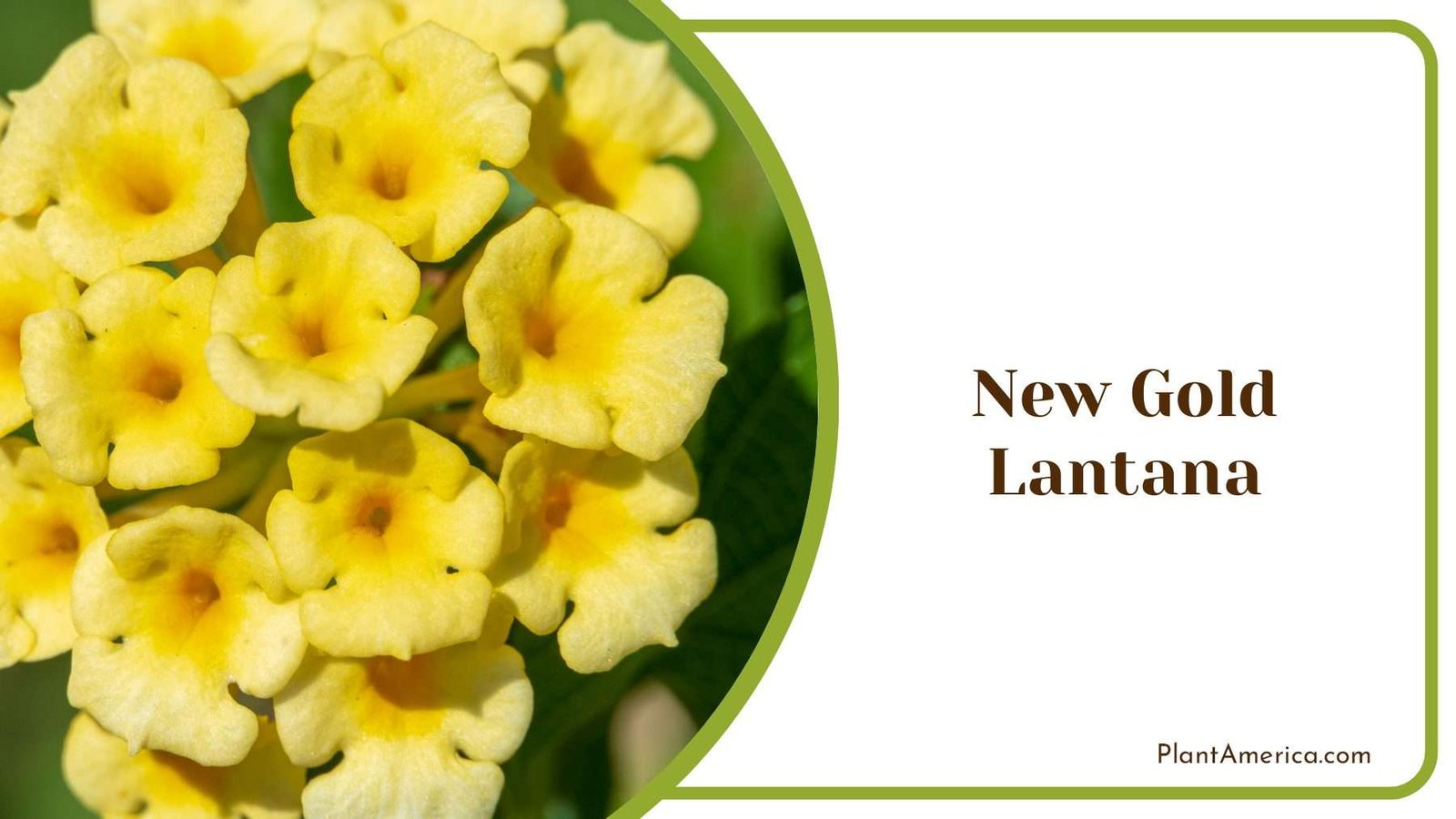 New Gold Lantana Tiny Flowers Plant America