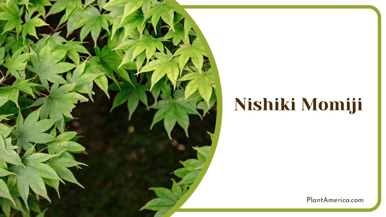 Nishiki Momiji Green Leaves PlantAmerica