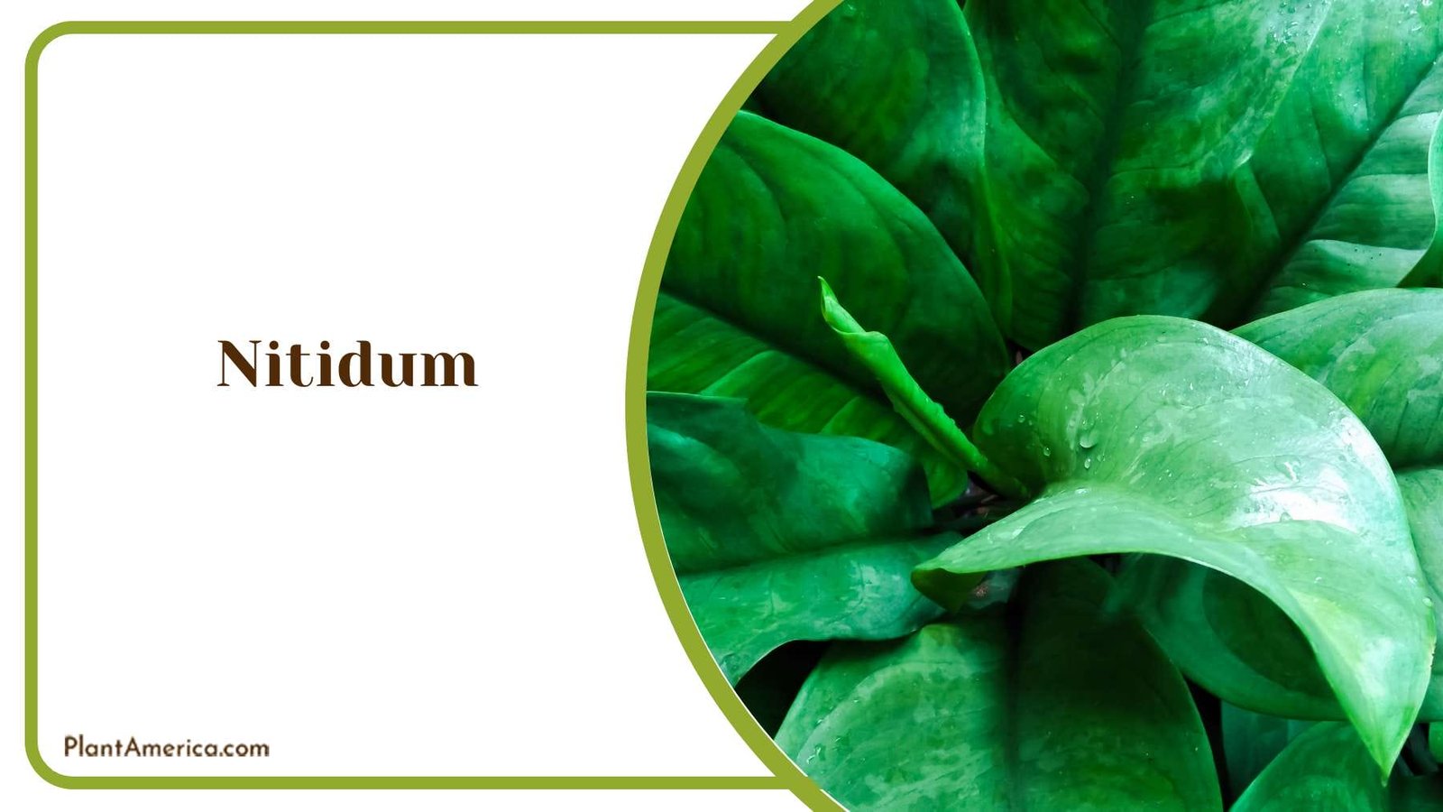 Nitidum Plant Care Tips PlantAmerica