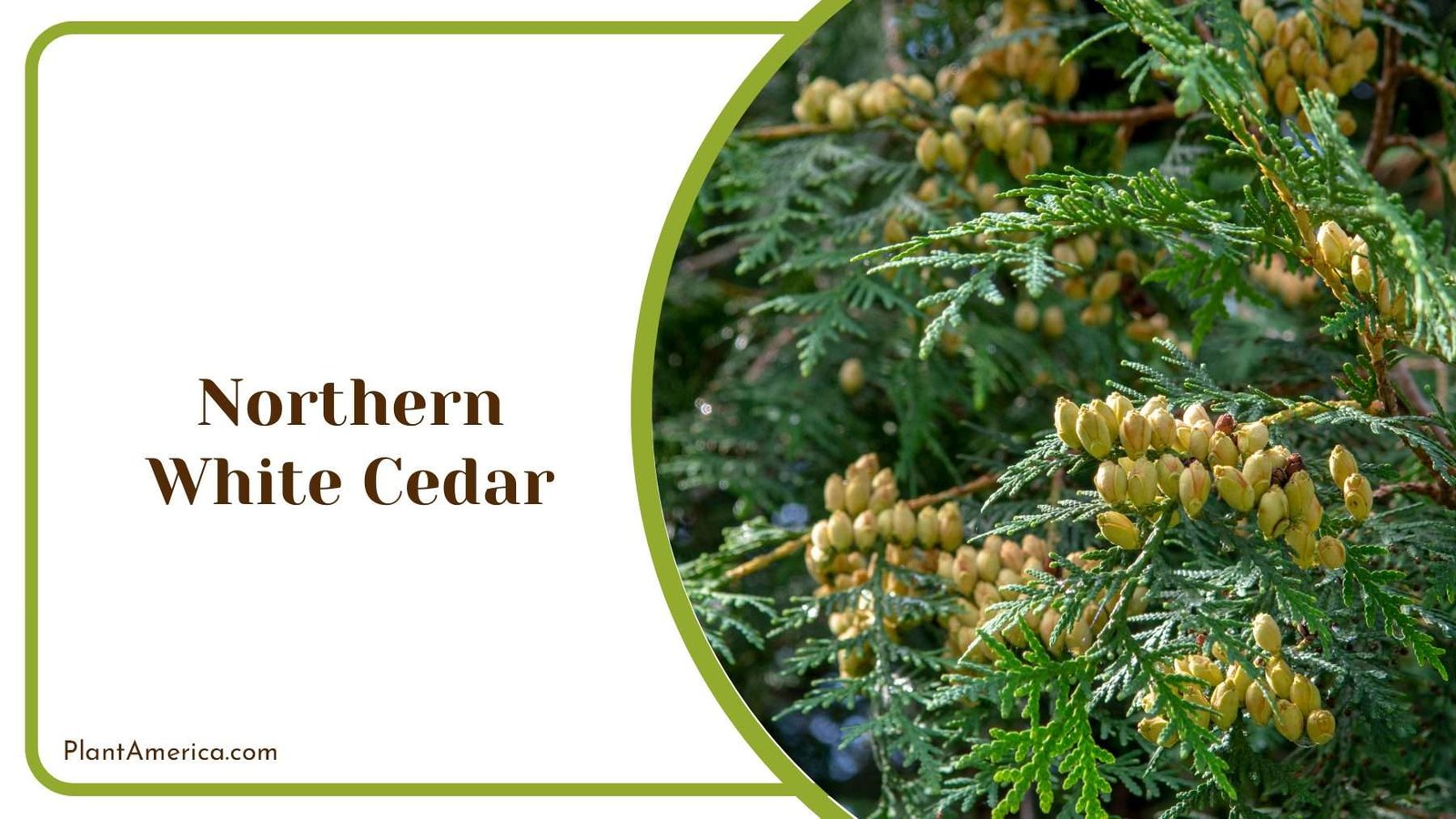 Northern White Cedar With Blue Green Leaves PlantAmerica