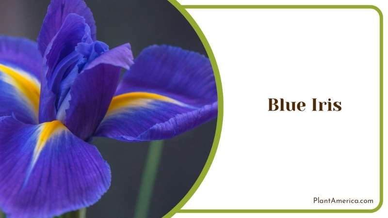 Nurturing Blue Iris For Artistic Beauty Plant America