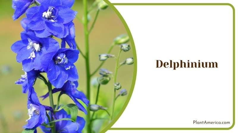 Nurturing Delphinium Flowers For Garden Enchantment Plant America