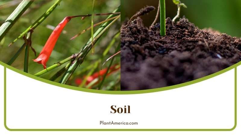 Nutrient Rich Soil for Firecracker Plant Plant America