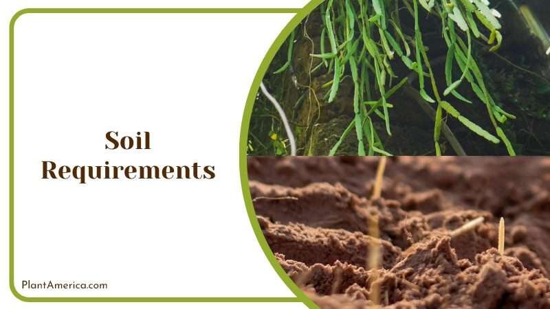 Nutrient Rich Soil for Rhipsalis Paradoxa Plant America