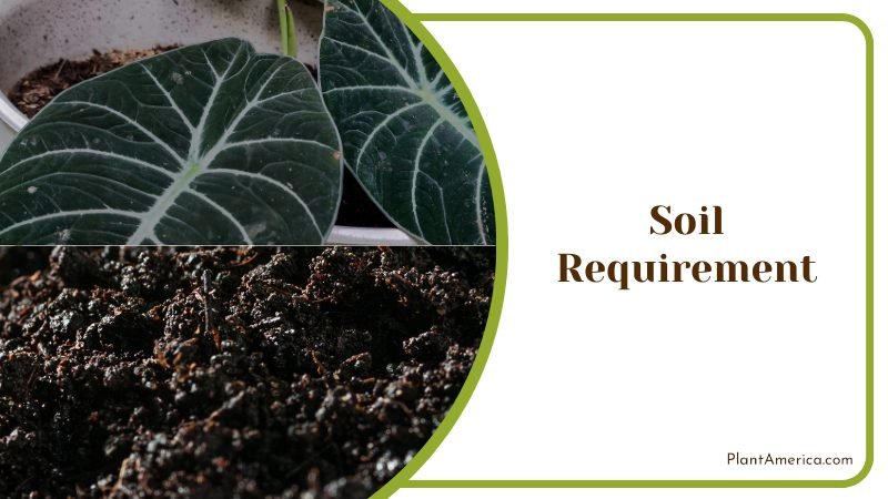 Nutrient Soil for Alocasia ~ PlantAmerica
