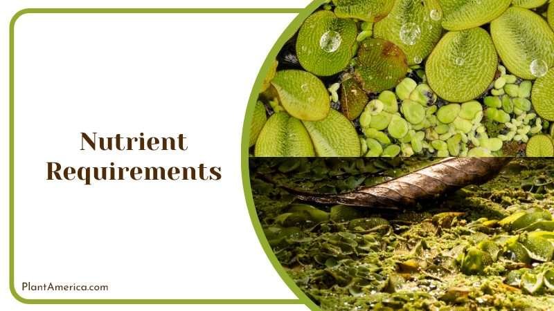 Nutrients for Salvinia Plant Growth Plant America
