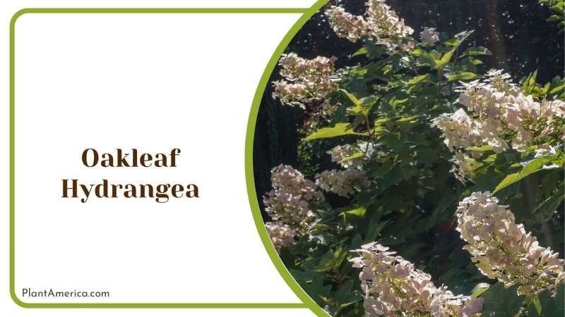 Oakleaf Hydrangea Bushes Plant America