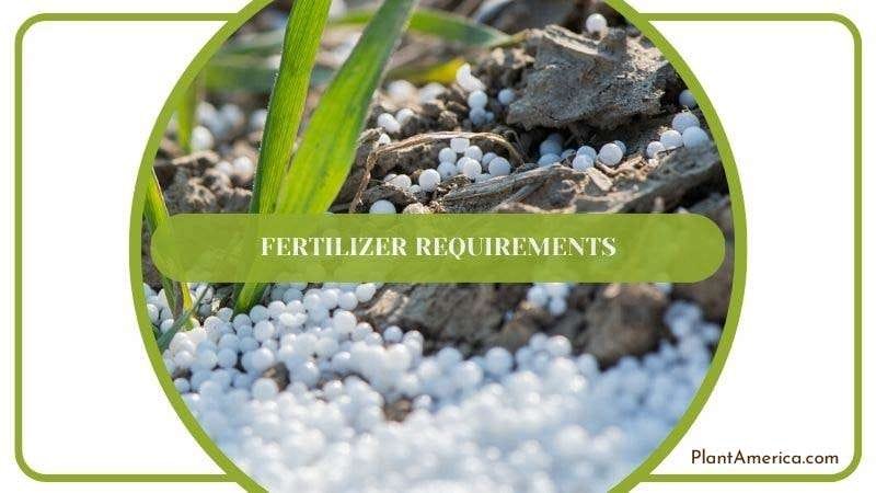Optimum Fertilizer for Peperomia Hope PlantAmerica