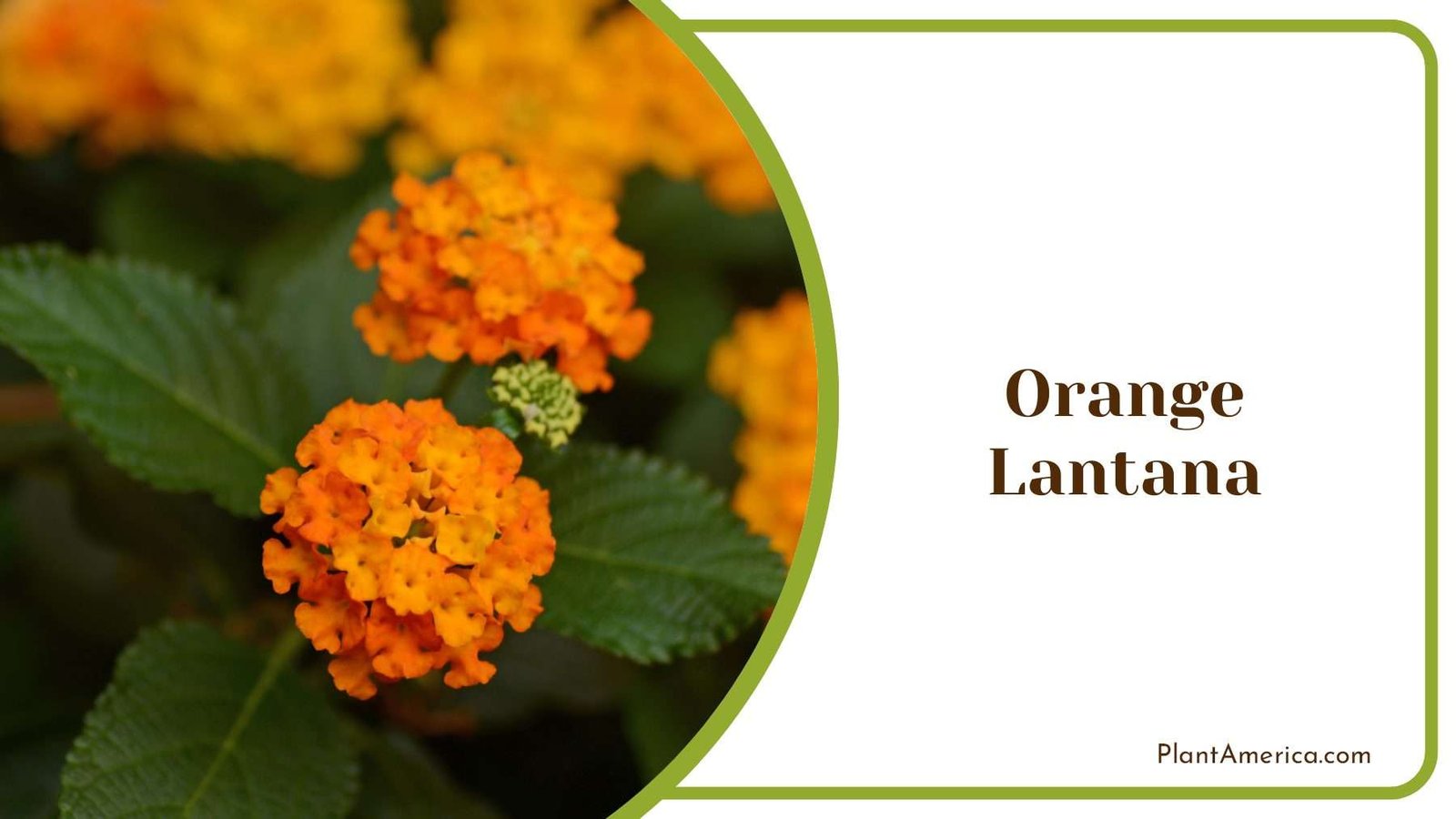 Orange Lantana With Green Leaves Plant America
