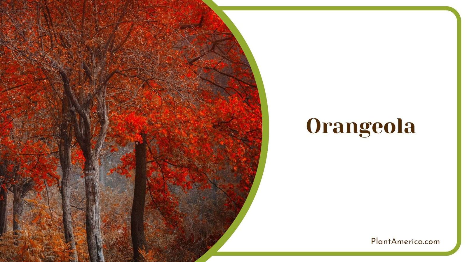 Orangeola With Orange Leaves On Tree PlantAmerica