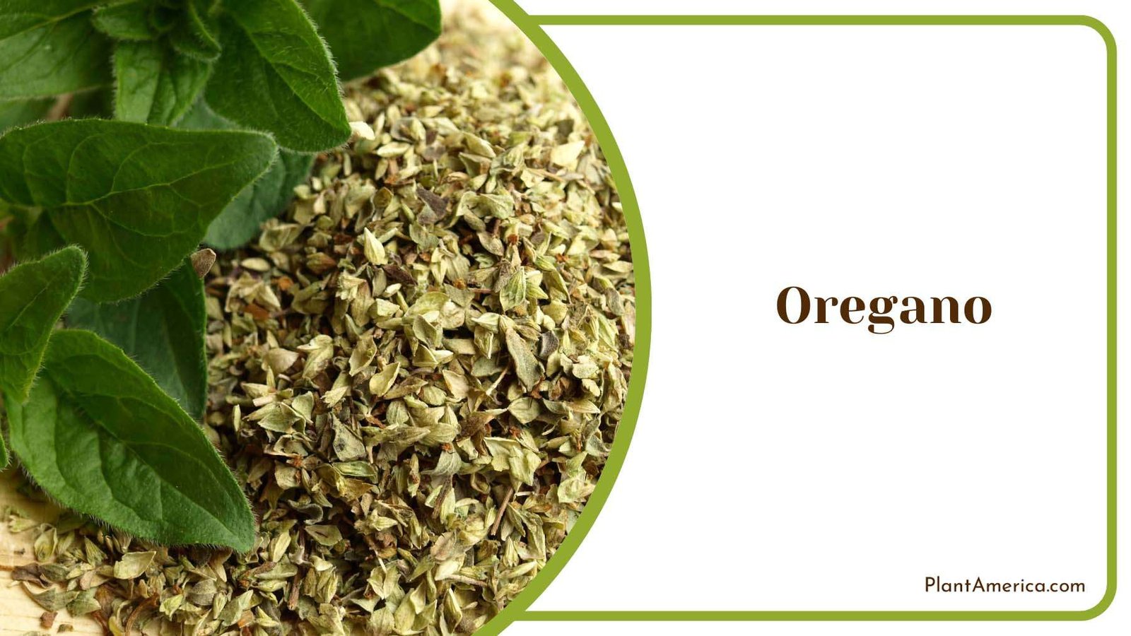 Oregano Ground Covers Plant America