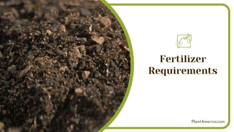 Organic Fertilizer for Alocasia Calidora ~ PlantAmerica Organic Fertilizer for Alocasia Calidora ~ PlantAmerica