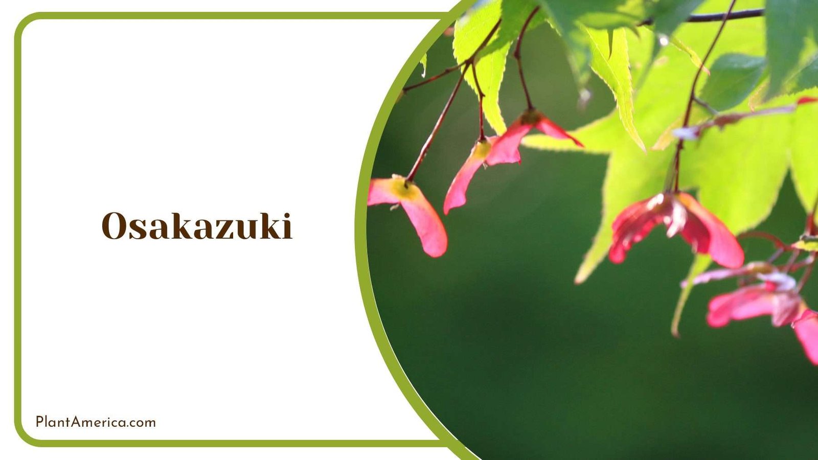 Osakazuki Green Leaves PlantAmerica