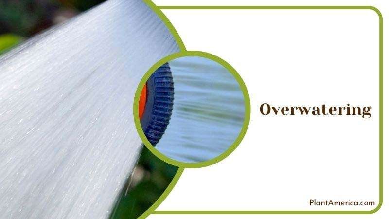 Overwatering Calatheas Plant ~ PlantAmerica