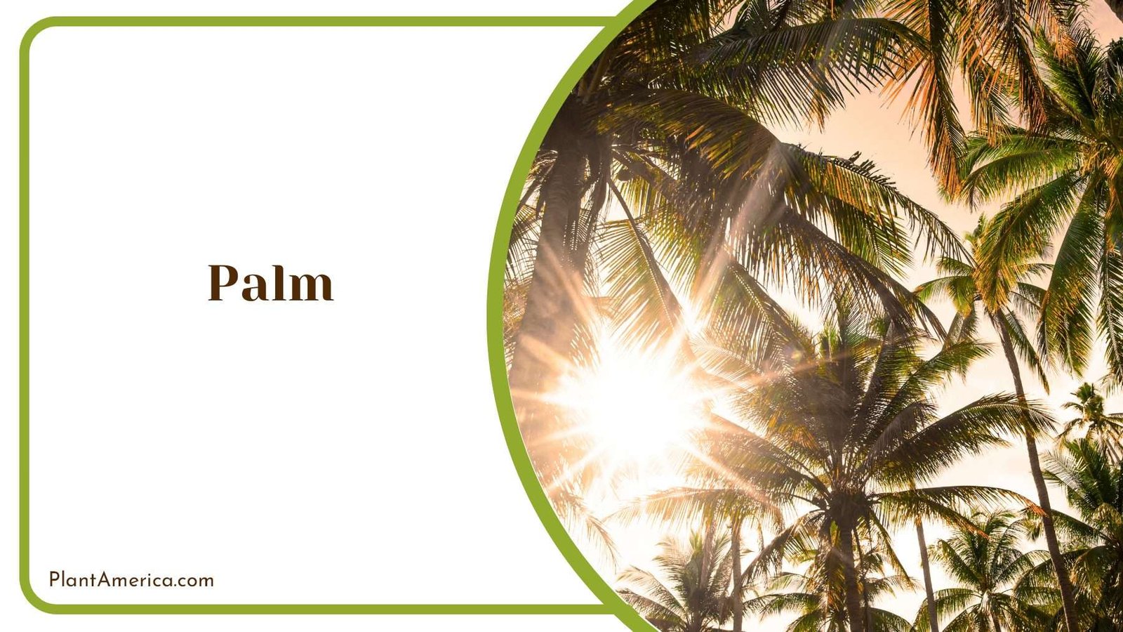 Palm In Sunlight Plant America