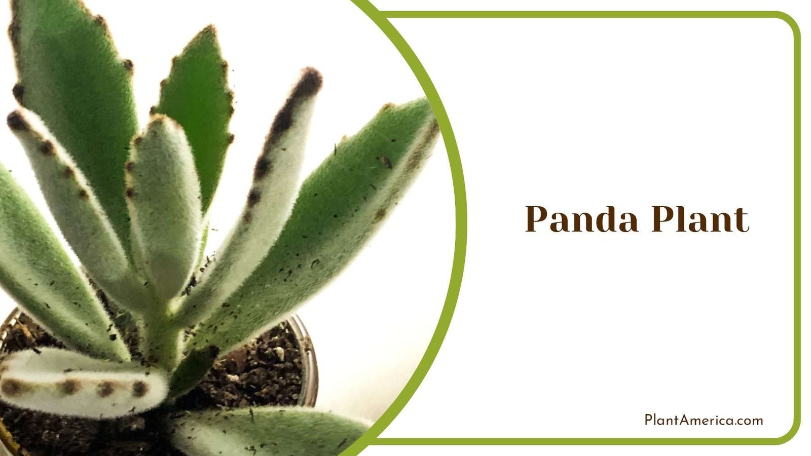 Panda Plant Plant America Panda Plant Plant America