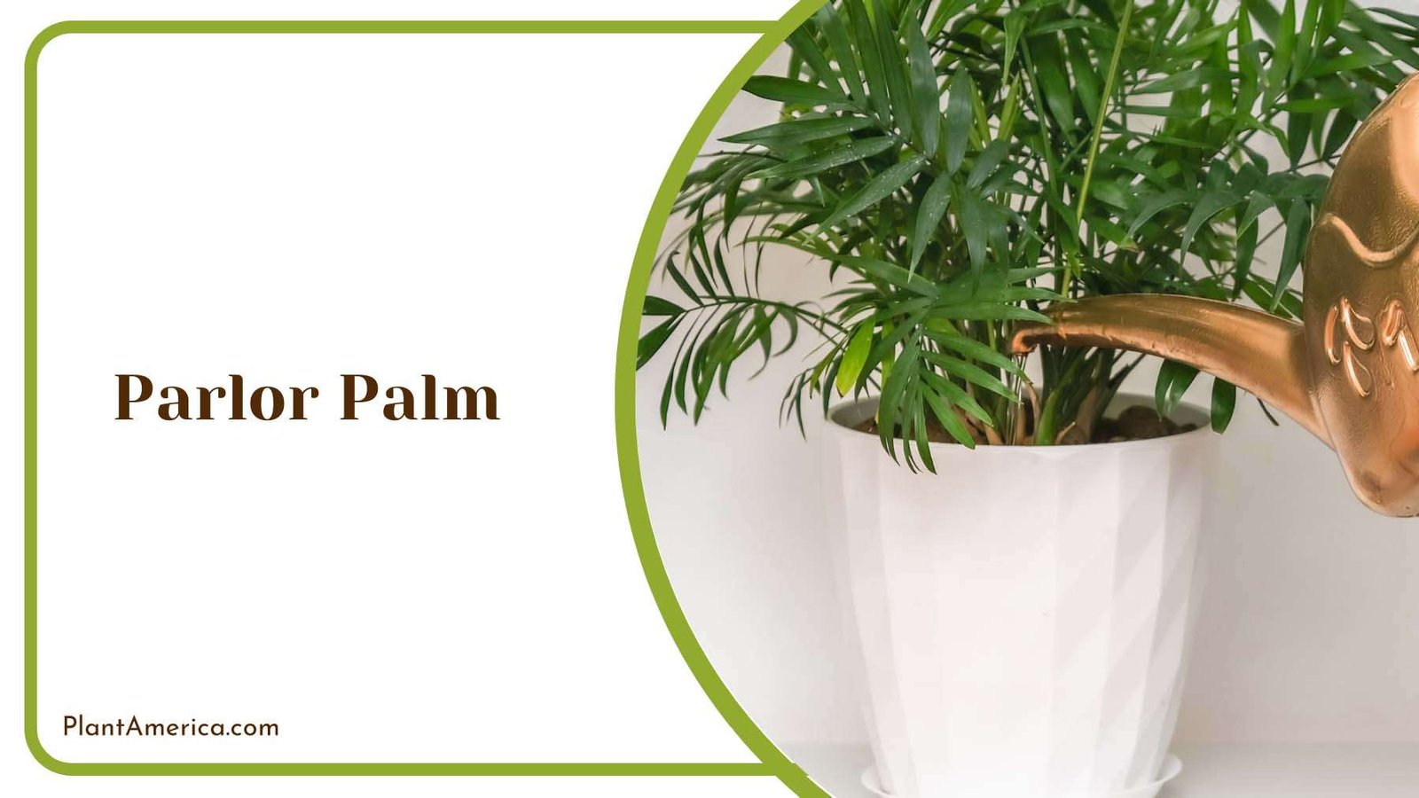 Parlor Palm On White Pot Plant America