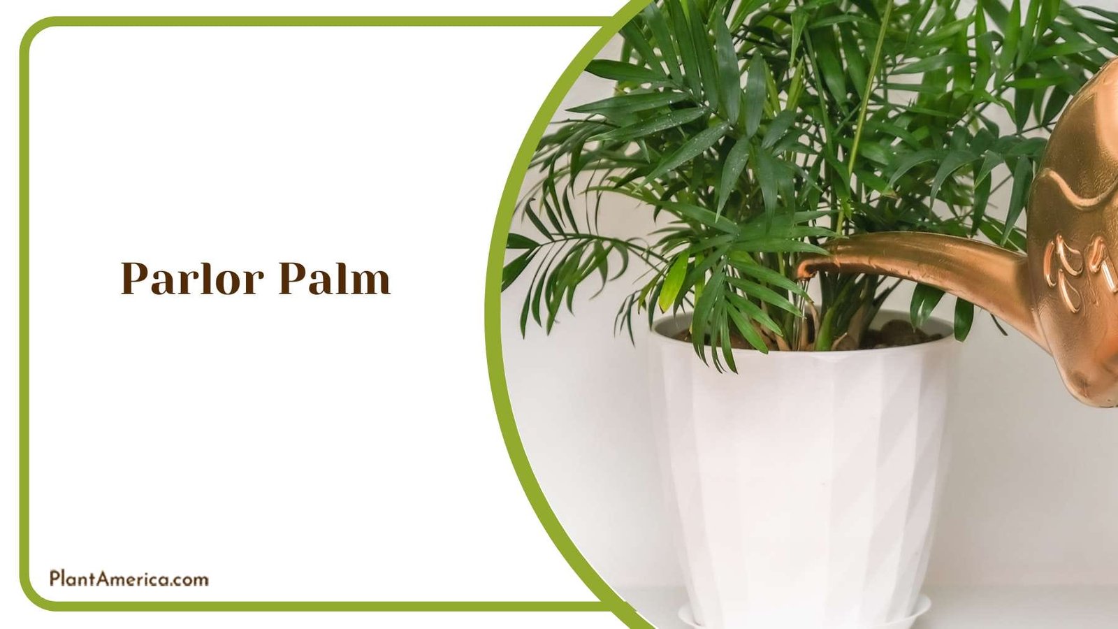 Parlor Palms In A Pot Plant America