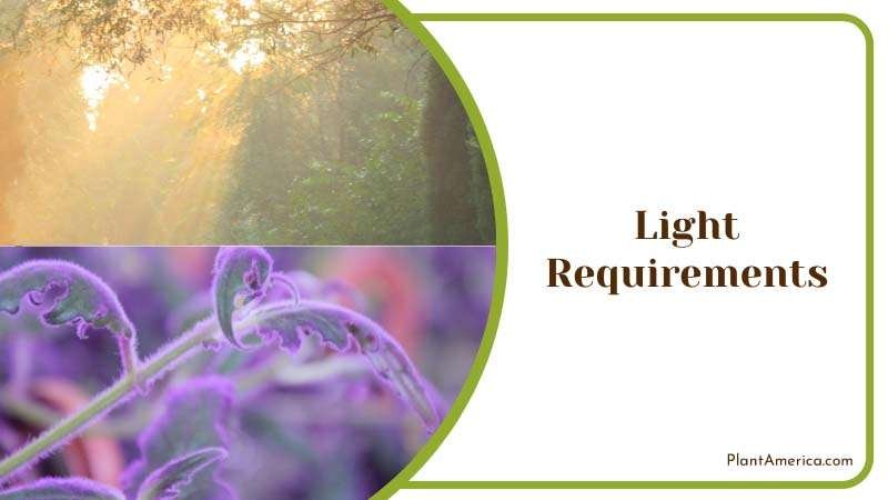 Passion Plant Grows Best on Indirect Sunlight Plant America Passion Plant Grows Best on Indirect Sunlight Plant America