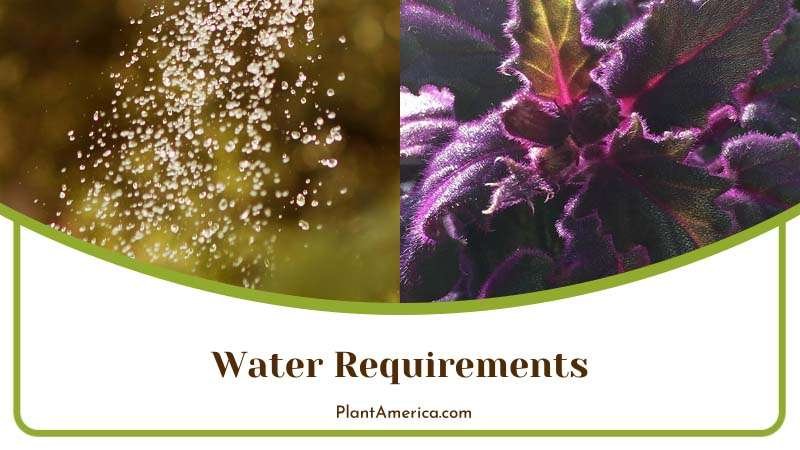Passion Plant Grows Intensively by Watering Plant America Passion Plant Grows Intensively by Watering Plant America