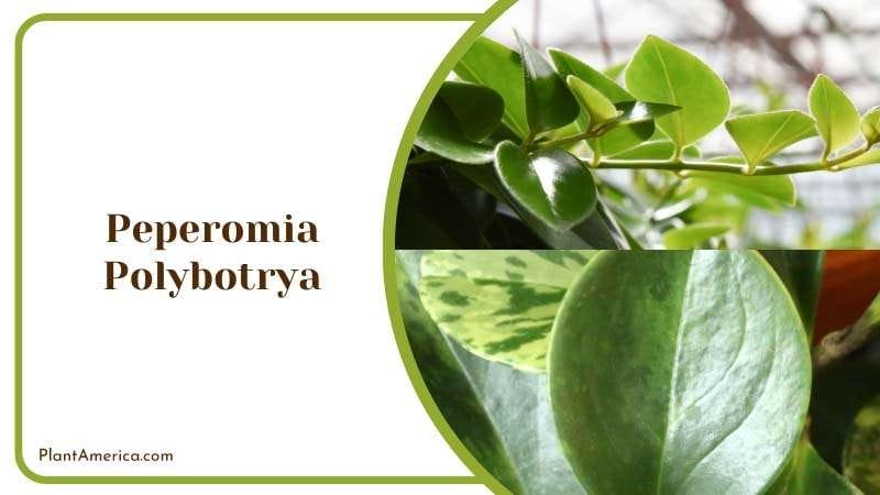 Peperomia Polybotrya Plant PlantAmerica