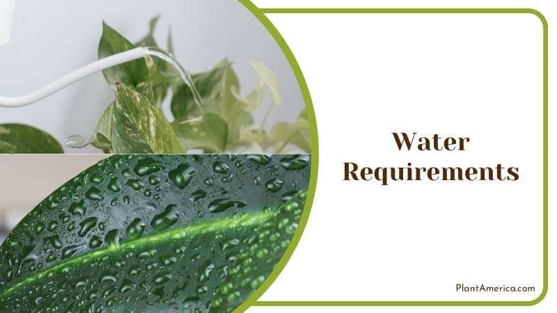 Peperomia Water Requirements PlantAmerica