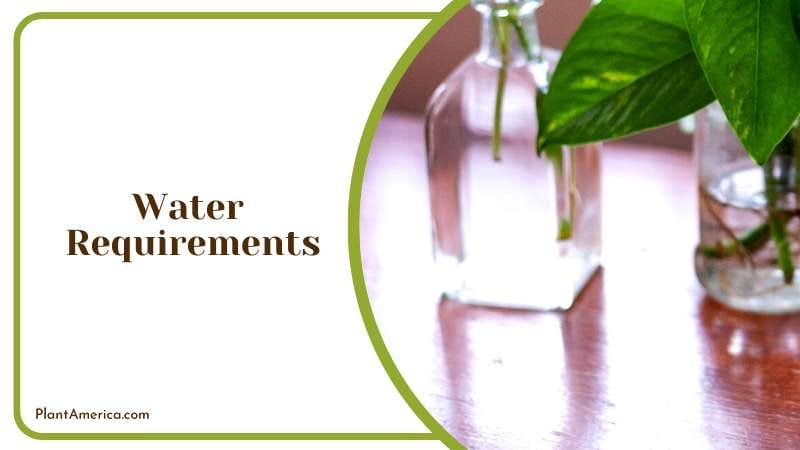Perfect Houseplant for Beginners Plant America Perfect Houseplant for Beginners Plant America
