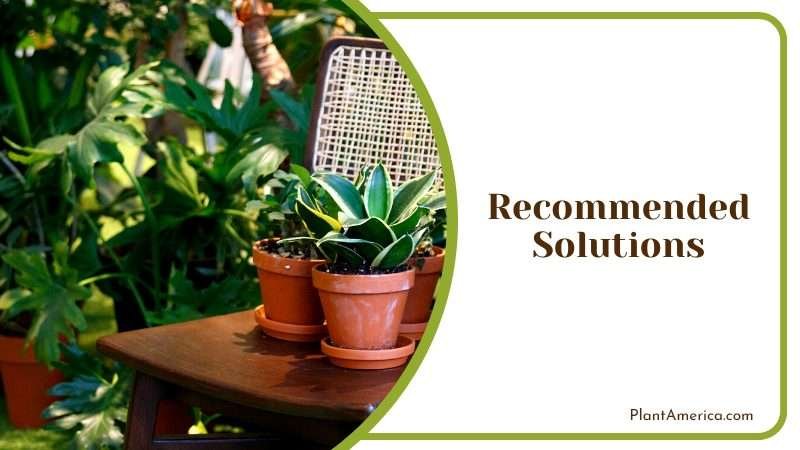 Perfect Low Maintenance Houseplan PlantAmerica