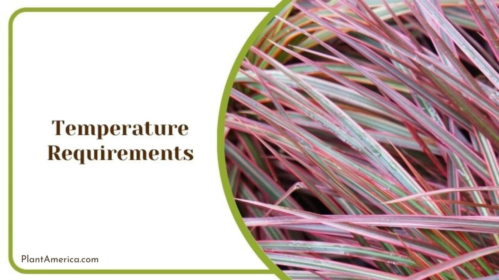 Perfect Temperature to Grow Colorama Plant America