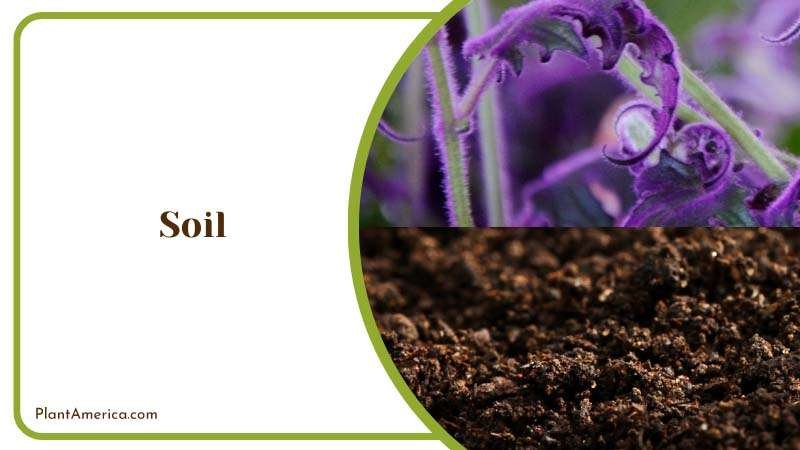 Perlite Soil for Passion Plant Plant America Perlite Soil for Passion Plant Plant America